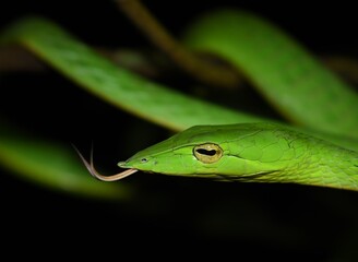Green vine snake