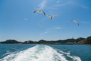 Flock of seagulls following ship at sea