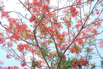 Flamboyant flowers blooming and high school at Can Tho city, Vietnam known as Royal poinciana or Mohur tree.