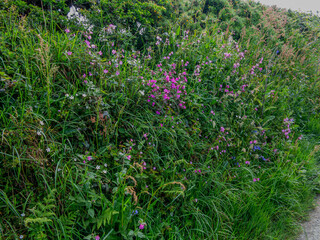 Spring Flowers in a Cornish Hedge.