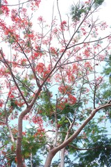 Flamboyant flowers blooming and high school at Can Tho city, Vietnam known as Royal poinciana or Mohur tree.