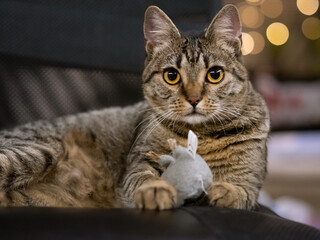 Brown shorthear european domestic cat on the chair with a plush toy