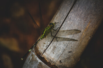 Photo Of A Dragonfly Perched On A Bamboo stick