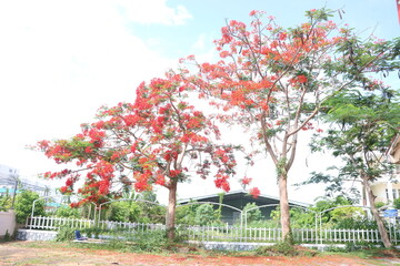Flamboyant flowers blooming and high school at Can Tho city, Vietnam known as Royal poinciana or Mohur tree.