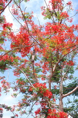 Close up of flamboyant blooming in sunny day at Mekong Delta Vietnam known  as Royal poinciana or Mohur tree.