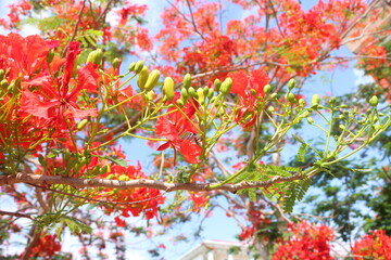 Close up of flamboyant blooming in sunny day at Mekong Delta Vietnam known  as Royal poinciana or Mohur tree.