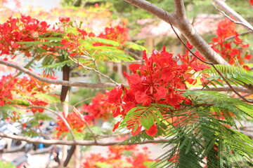 Close up of flamboyant blooming in sunny day at Mekong Delta Vietnam known  as Royal poinciana or Mohur tree.