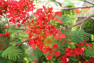 Close up of flamboyant blooming in sunny day at Mekong Delta Vietnam known  as Royal poinciana or Mohur tree.