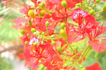 Close up of flamboyant blooming in sunny day at Mekong Delta Vietnam known  as Royal poinciana or Mohur tree.