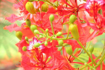 Close up of flamboyant blooming in sunny day at Mekong Delta Vietnam known  as Royal poinciana or Mohur tree.