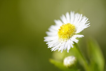 Obraz premium ヒメジョオンの白い花