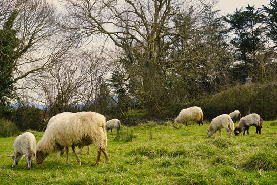 Sheep grazing in a meadow in the Gorbeia Natural Park. Bizkaia, Euskadi. Spain. A magical place
