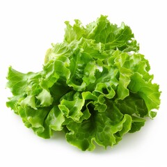 Fresh and crisp lettuce. A great source of vitamins and minerals.