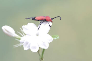 A longhorned beetle of the species Euryphagus lundii is foraging on jasmine flowers. The larvae of...
