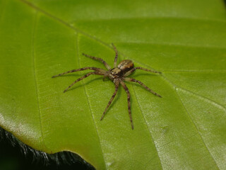 Running crab spider (Philodromus sp.), female sitting on green beech leaf