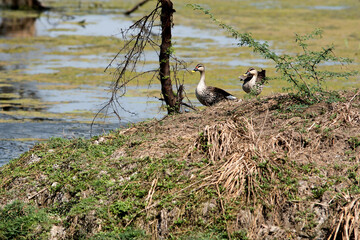 Bharatpur, India: Keoladeo National Park. The Bharatpur Bird Sanctuary is a world-famous bird and wildlife sanctuary. 