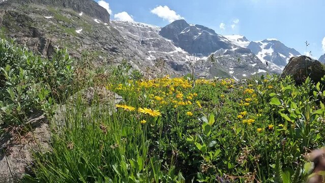 Alpine meadow in the mountains