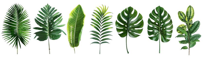Botanical Paradise: Intricately Detailed Tropical Leaves Set Against a Clean Transparent Background