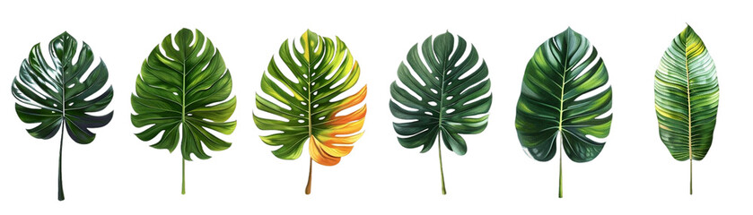 Exotic Tropical Leaves Collection in Vibrant Colors for Artistic Designs and Nature Enthusiasts on Transparent Background