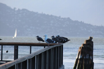 Obraz premium seagulls on the pier