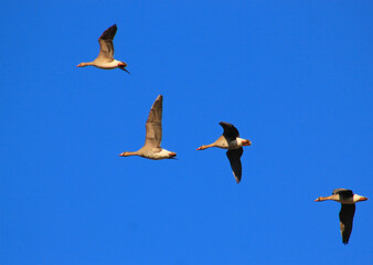 country geese in flight