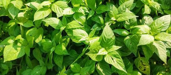 Green plant leaf texture, green plant leaf background