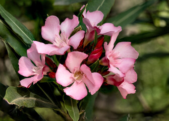 flowers at its maximum explendor in spring