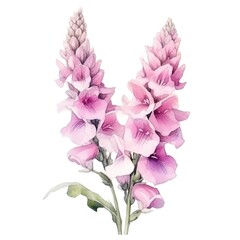 Foxglove flower watercolor illustration. Floral blooming blossom painting on white background