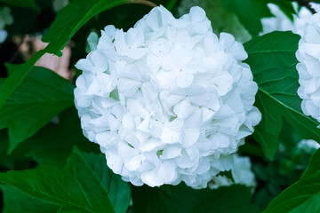 close up beautiful bunch of white flower