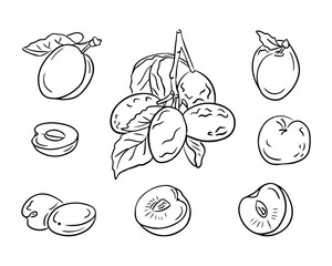 Doodle outline set with hand drawn plums. Monochrome vector sketchy drawings of groups of fruits on white background. Ideal for coloring pages, tattoo, pattern