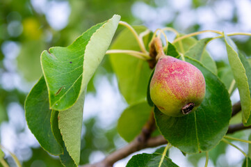 Fruit Evolution: The Beginning of Pear Ripening.