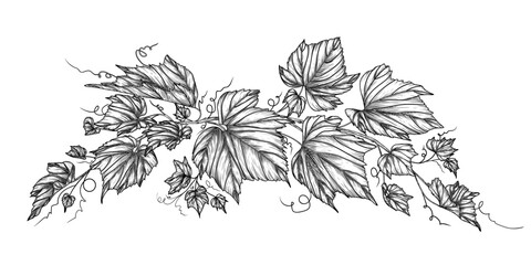 Vector illustration of a branch of grape leaves in engraving style