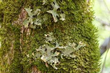 Lobaria pulmonaria closeup growing in moss covered tree.