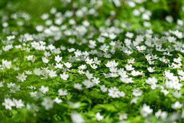 Blooming anemone Anemonoides nemorosa in the forest in early spring. White flowers and green vegetation with selective focus.