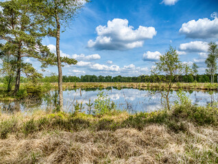 Moorlandschaft Pietzmoor