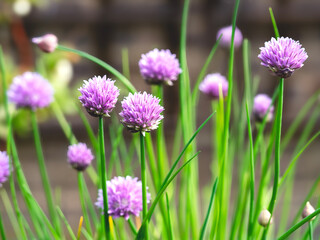 Closeup of pretty chives flowering in a garden