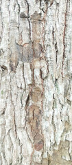 tree bark texture