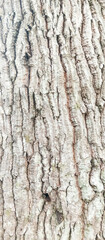 tree bark texture