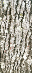 tree bark texture