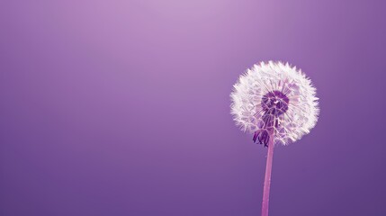 dandelion on purple background