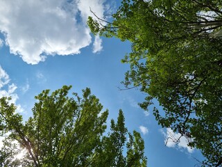 Blue sky and trees