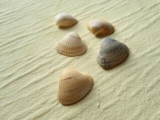 Five seashells on a beige background