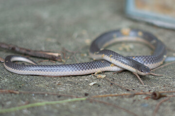 Decosters Garter Snake Elapsoidea Sundevalli Decosteri
