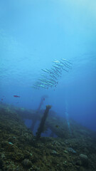 Underwater photo of school of barracuda fish. Scuba dive from the shipwreck USS Liberty in...