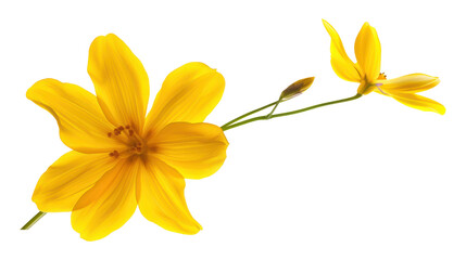 yellow flower isolated on transparent or white background cutout png