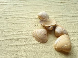 Seashells on the beige background
