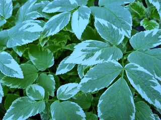 Variegated green leaves