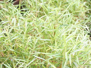 Pleioblastus variegatus