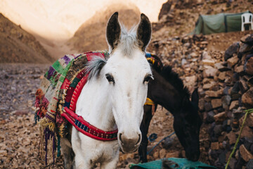 horses in Lake Ifni, Toubkal National Park in Morocco

