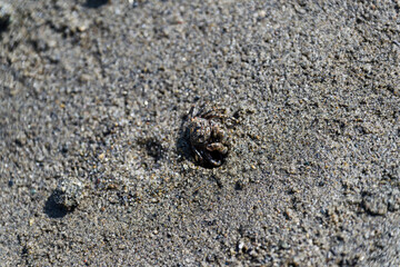 砂地の穴に身を隠すオサガニ